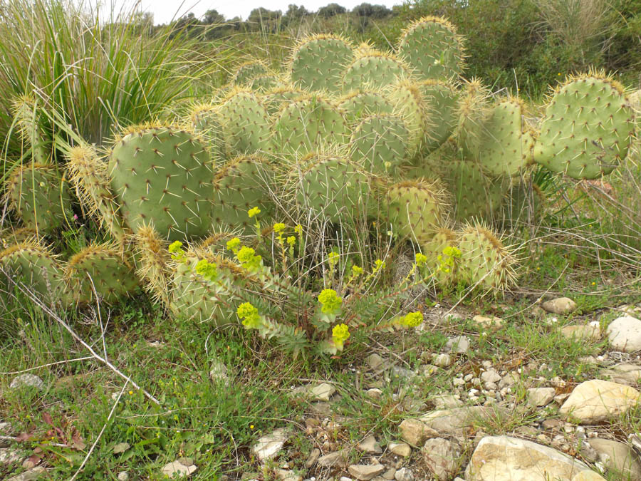 Opuntia naturalizzata